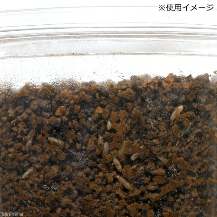 楽天市場 キリギリスにも使える コオロギ スズムシ用 産卵用土 ビッグ ６５０ｇ コオロギ 鈴虫 繁殖 産卵床 関東当日便 Charm 楽天市場店