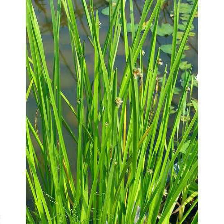 楽天市場 ビオトープ 水辺植物 カンガレイ １ポット 抽水植物 休眠株 Charm 楽天市場店