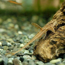 （熱帯魚）リネロリカリア・ランケオラータ　レッド（1匹）　北海道・九州航空便要保温