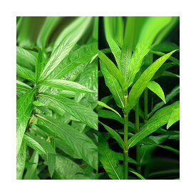 楽天市場 ハイグロフィラの通販