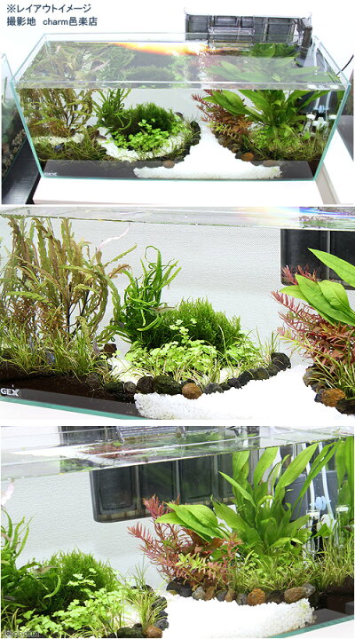 楽天市場】(水草)GEXグラステリア スリム600レイアウトフルセットE(用品・水草のみ)水槽セット 水草ガーデン お一人様1点限り 本州四国限定 : charm 楽天市場店 楽天市場】(水草)GEXグラステリア スリム600レイアウトフルセットE(用品・水草のみ)水槽セット 水草ガーデン お一人様1点限り 本州四国限定 : charm 楽天市場店