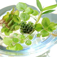 （浮草）おまかせ浮き草　3種セット（無農薬）（各1株）