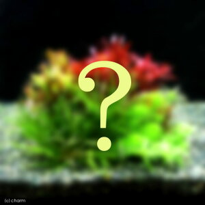 (水草)小型水槽用水草5種セット(水中葉)(無農薬)(1パック)