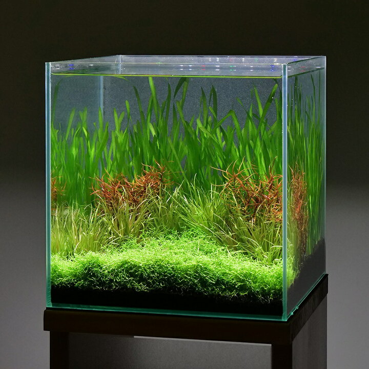 楽天市場】（水草）らくらく小型水槽用レイアウトセット（水中葉）（無  