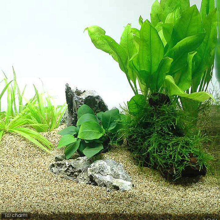 楽天市場 水草 コリドラス用水草セット 60cm水槽用 風山石2個付 本州四国限定 Charm 楽天市場店 楽天市場 水草 コリドラス用水草セット 60cm水槽用 風山石2個付 本州四国限定 Charm 楽天市場店