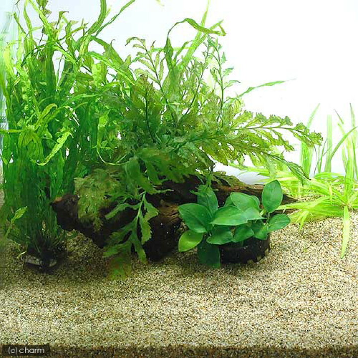 楽天市場 水草 コリドラス用水草セット 60cm水槽用 風山石2個付 本州四国限定 Charm 楽天市場店 楽天市場 水草 コリドラス用水草セット 60cm水槽用 風山石2個付 本州四国限定 Charm 楽天市場店