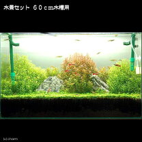 楽天市場】水槽 90cm（水草セット｜水草）：水槽・アクアリウム内装 