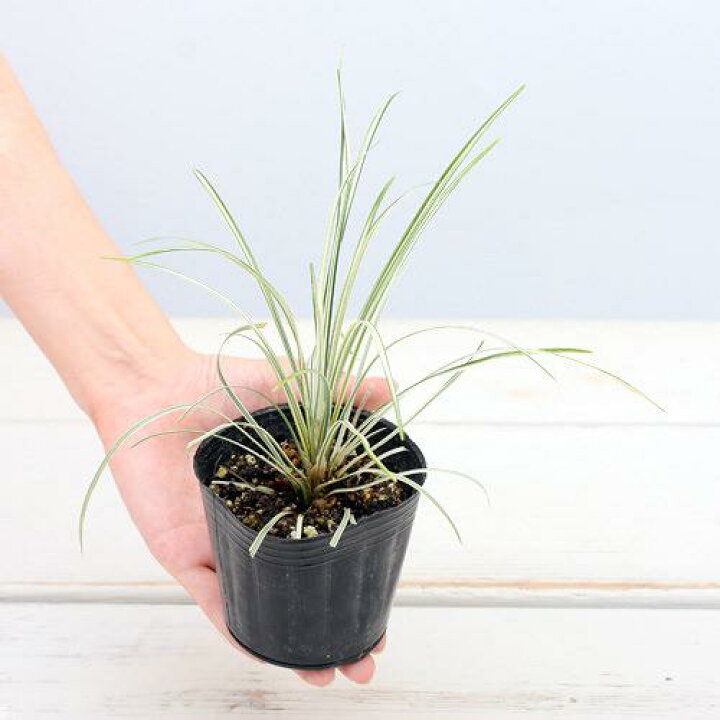 255円 【SALE/64%OFF】 ビオトープ 水辺植物 トクサ 1ポット 抽水〜湿生植物 255円 【SALE/64%OFF】 ビオトープ 水辺植物 トクサ 1ポット 抽水〜湿生植物