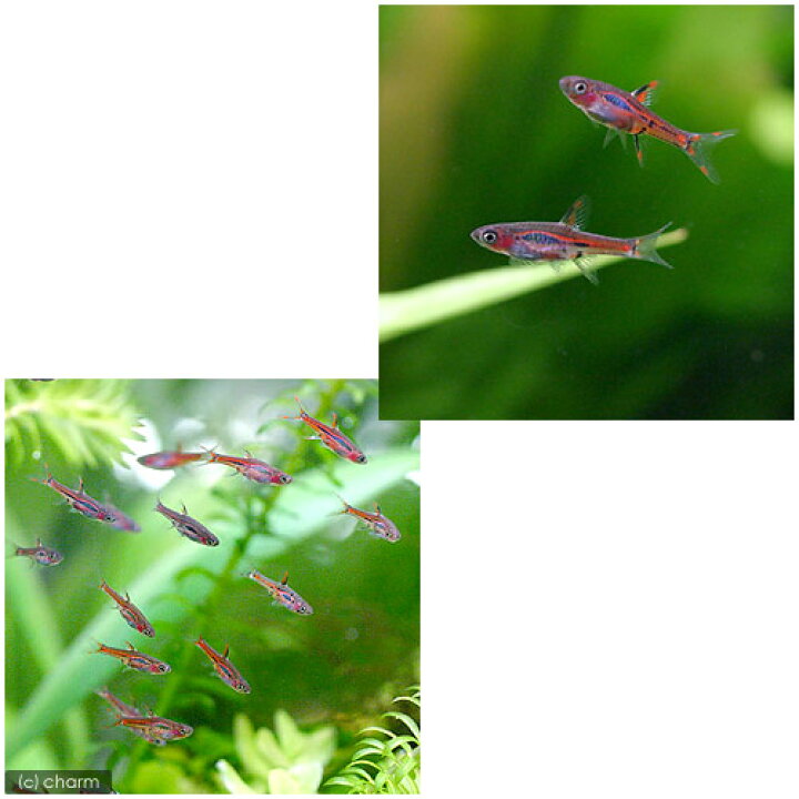 最大67 オフ 熱帯魚 ボララス ブリジッタエ 3匹 北海道航空便要保温 Shipsctc Org 最大67 オフ 熱帯魚 ボララス ブリジッタエ 3匹 北海道航空便要保温 Shipsctc Org