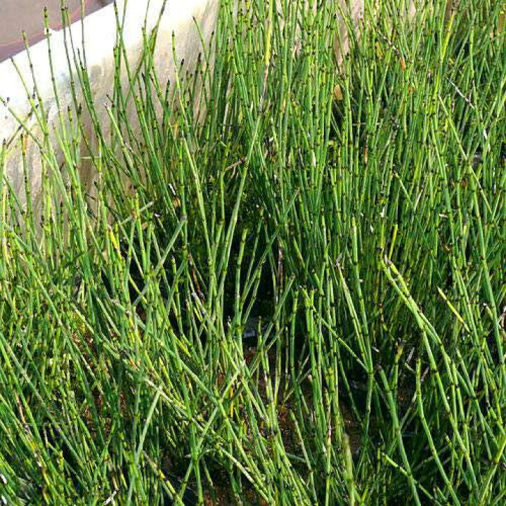 255円 【SALE/64%OFF】 ビオトープ 水辺植物 トクサ 1ポット 抽水〜湿生植物 255円 【SALE/64%OFF】 ビオトープ 水辺植物 トクサ 1ポット 抽水〜湿生植物