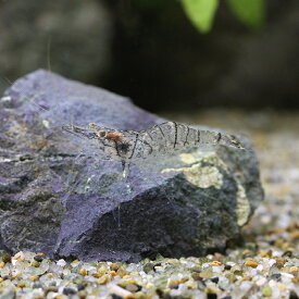 楽天市場 テナガエビ 飼育 混泳の通販