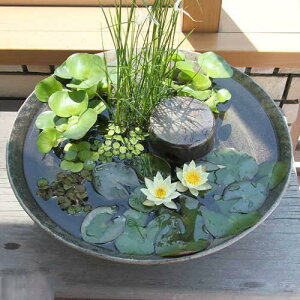 観葉植物 ヒメダカの人気商品 通販 価格比較 価格 Com