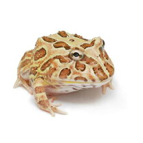 楽天市場】ツノガエル ヒーターの通販