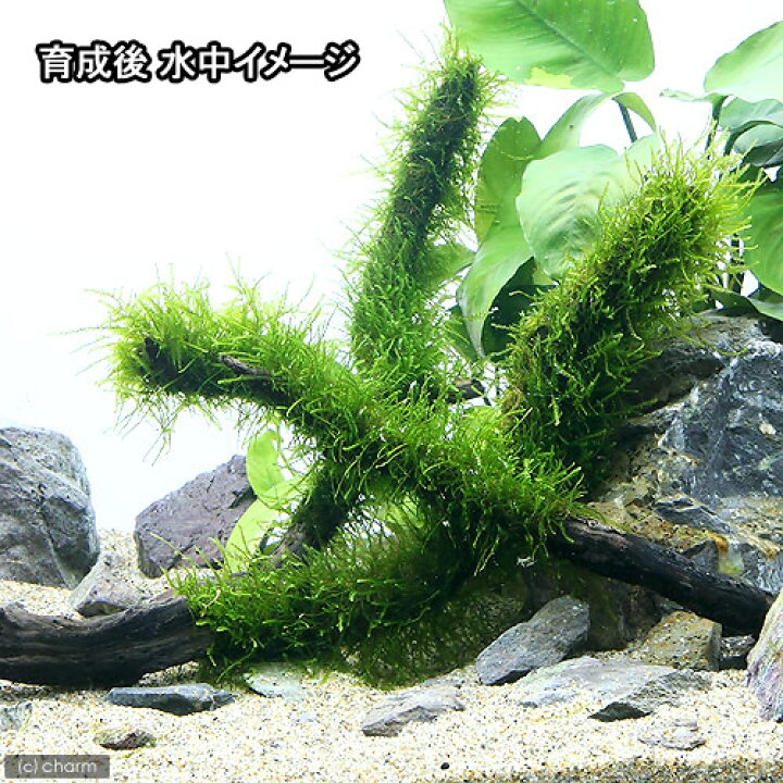 楽天市場 水草 巻きたて ウィローモス スティック流木 ｍサイズ 約２０ｃｍ 水中葉 無農薬 １本 Charm 楽天市場店