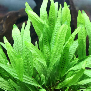 ij~N\EspDX[[titji_ji1j