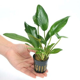 （水草）アヌビアス　ハスティフォリア（1ポット分）