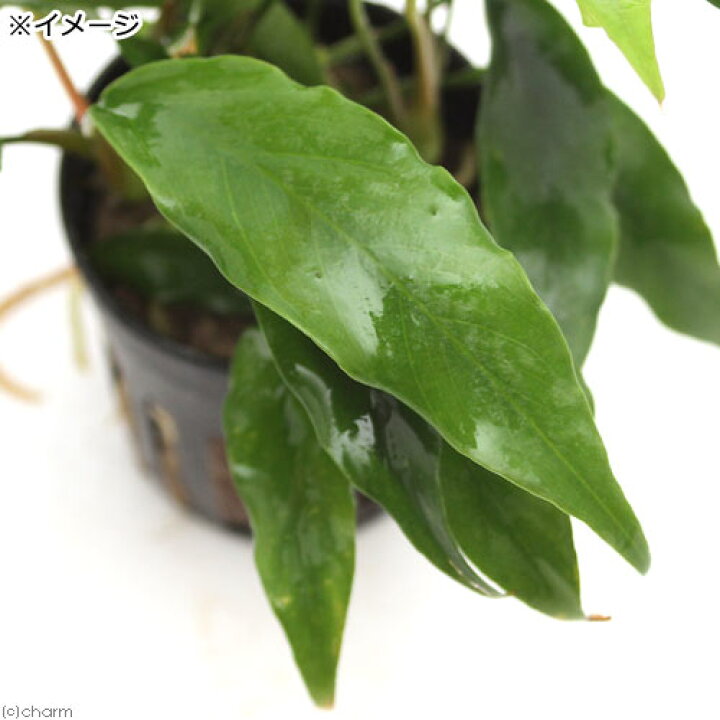 楽天市場 水草 アヌビアス ミニマ １ポット分 北海道航空便要保温 Charm 楽天市場店