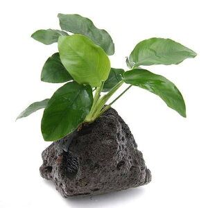 ijAkrAXii@n΁itji1j