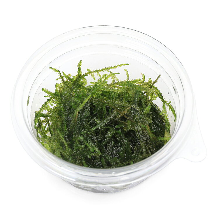 楽天市場 水草 ウィローモス 水中葉 無農薬 １パック Charm 楽天市場店