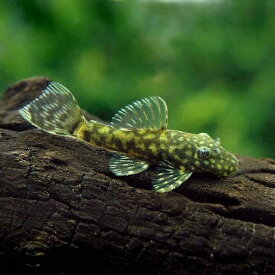 （熱帯魚）ミニブッシープレコ（4匹）　北海道・九州航空便要保温