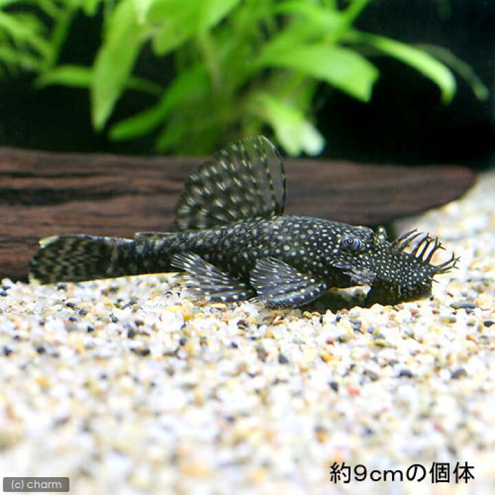 楽天市場 熱帯魚 ミニブッシープレコ ４匹 北海道航空便要保温 Charm 楽天市場店
