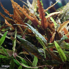 楽天市場 トランペット チャーム 水草 水槽 アクアリウム内装 熱帯魚 アクアリウム ペット ペットグッズの通販