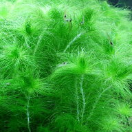 （水草）ケヤリソウ（水中葉）（無農薬）（2本）