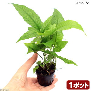 ieEjWt@i1|bgj@kCEBq֗vۉ