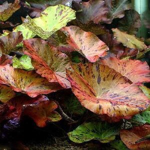 ij^CK[[^X@bh^Cvitji_ji1j