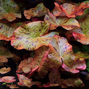 ij^CK[[^X@bh@o[Xցi_ji1j