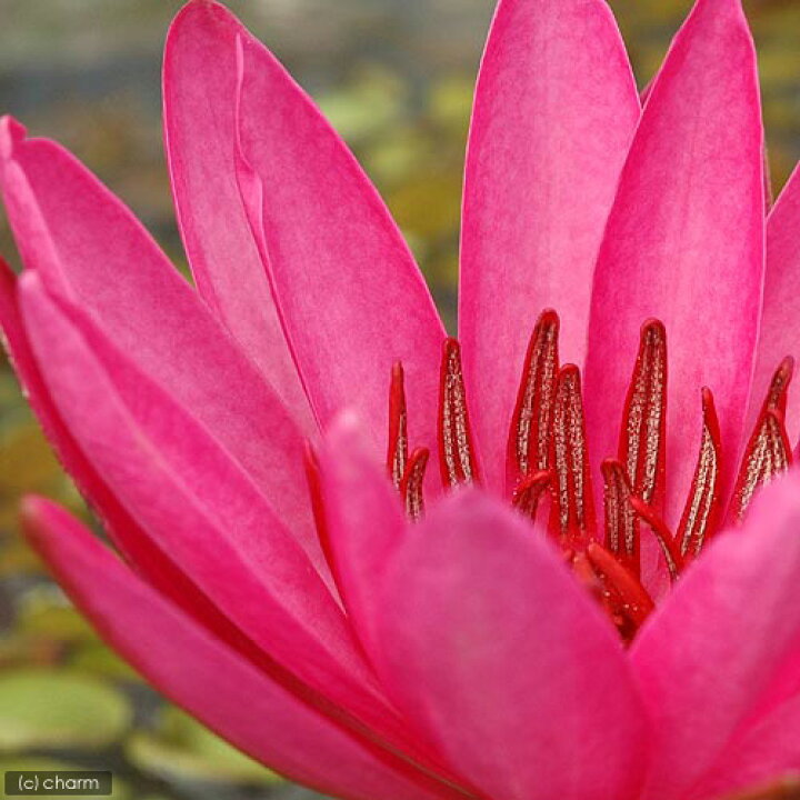 楽天市場 水草 球根あり タイニムファ 無農薬 １株 北海道航空便要保温 Charm 楽天市場店