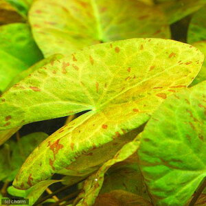 ijT^@h[tjt@itji_ji1j