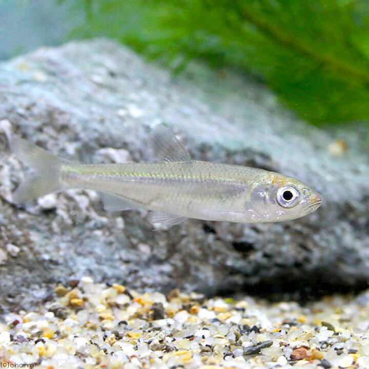 楽天市場 淡水魚 オイカワ ｓサイズ ３匹 Charm 楽天市場店
