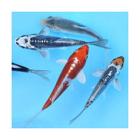 （錦鯉）錦鯉ミックス　Sサイズ　6～10cm（3匹）