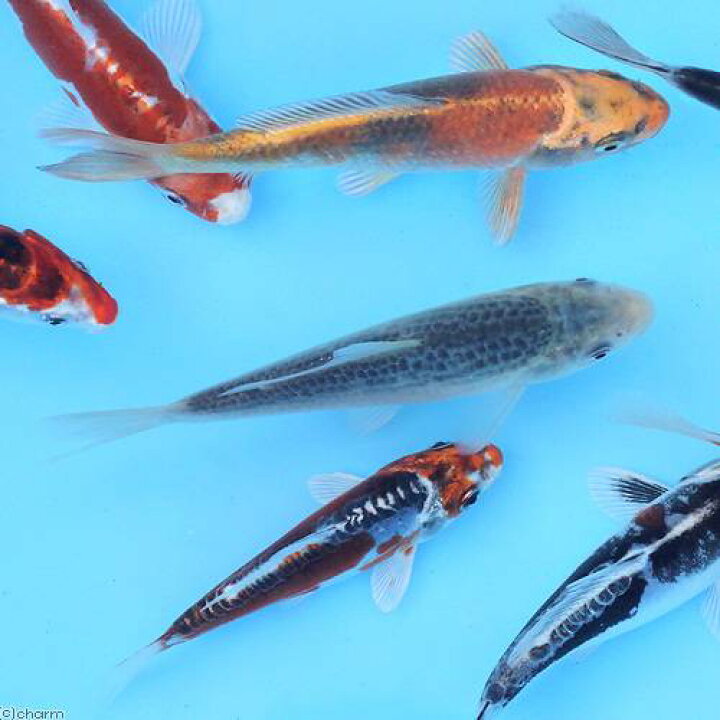 楽天市場】(錦鯉)錦鯉ミックス Sサイズ 8〜13cm(10匹) : charm 楽天市場店 楽天市場】(錦鯉)錦鯉ミックス Sサイズ 8〜13cm(10匹) : charm 楽天市場店