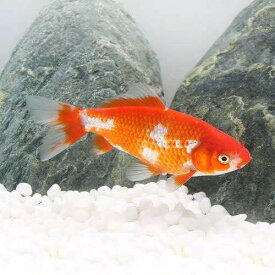 （国産金魚）更紗和金　三つ尾〜四つ尾（3匹）