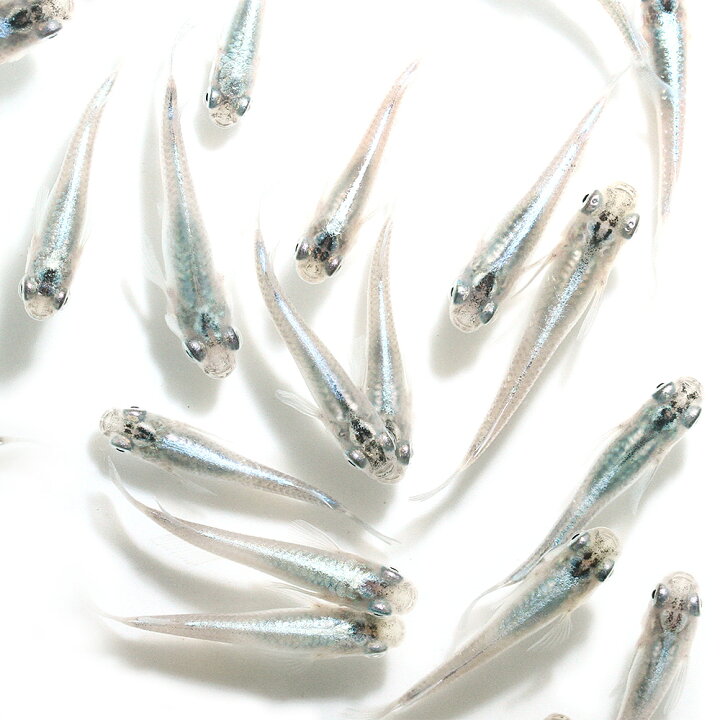 楽天市場 めだか 幹之メダカ 3匹 Charm 楽天市場店 楽天市場 めだか 幹之メダカ 3匹 Charm 楽天市場店