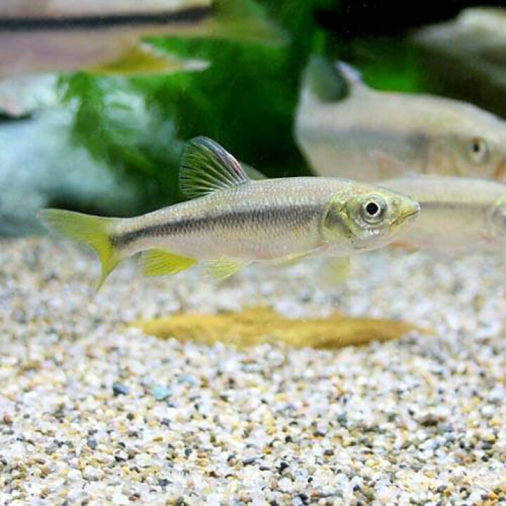 楽天市場 淡水魚 カワムツ ｓサイズ ５匹 Charm 楽天市場店