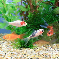 楽天市場】桜和金 金魚の通販