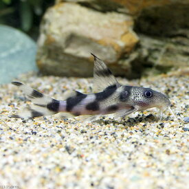 楽天市場 ナマズ 熱帯魚の通販