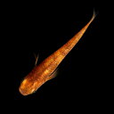 楽天市場 観賞魚 種 観賞魚 メダカ 人気ランキング1位 売れ筋商品