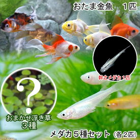 楽天市場 みゆき メダカ チャームの通販