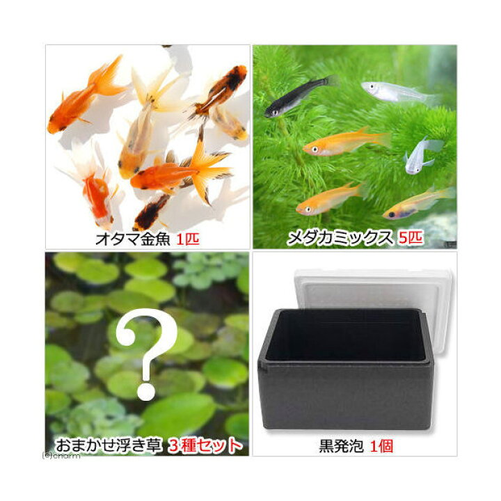 楽天市場 めだか 水草 水辺のなかよし飼育セット メダカミックスとおたま金魚 浮き草付き 本州四国限定 お一人様３点限り Charm 楽天 市場店