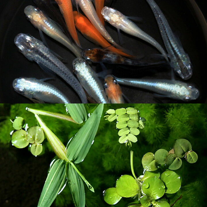 100 正規品 めだか 水草 ヒメダカ初心者セット ヒメダカ ６匹 マツモ 無農薬 ５本 北海道 九州航空便要保温 Shipsctc Org