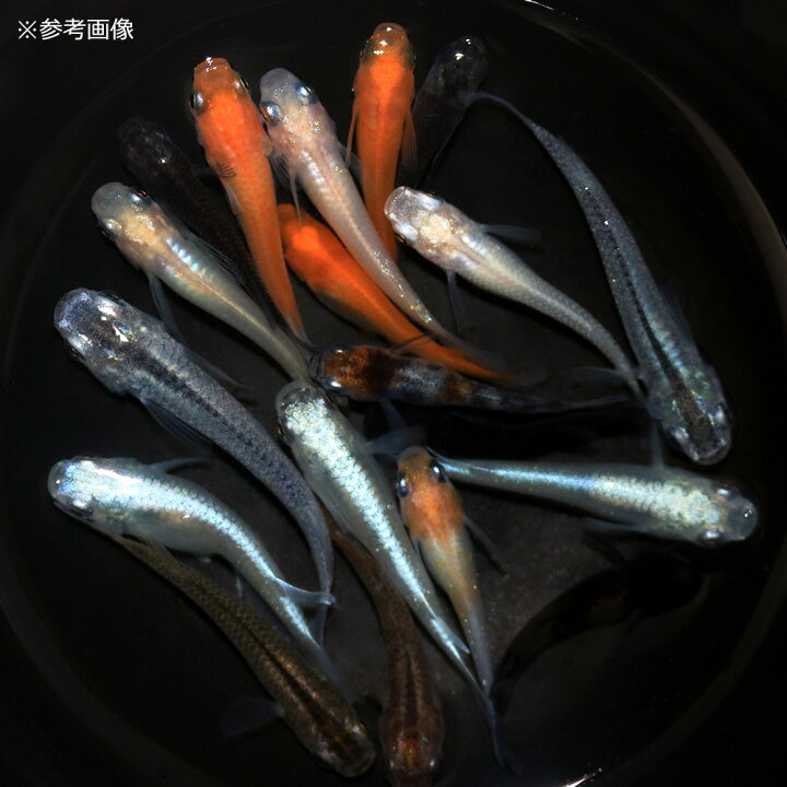 楽天市場】（めだか）（水草）メダカ初心者セット メダカミックス（6 