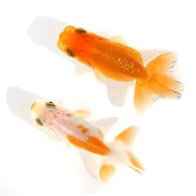 （国産金魚）協会系らんちゅう　4～7cm（1匹）