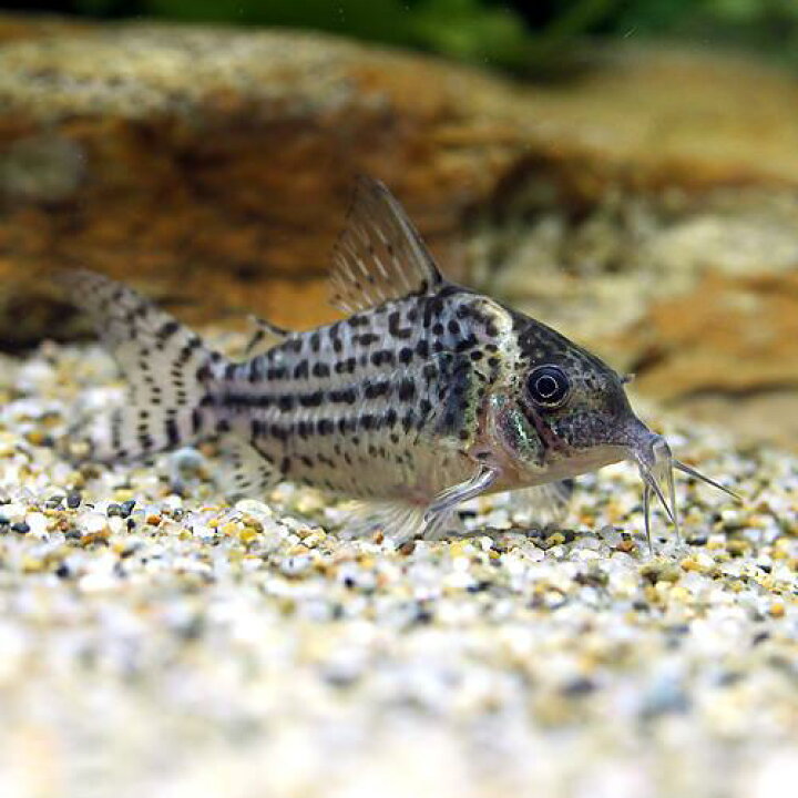 楽天市場 熱帯魚 コリドラス アガシジィ プルス ワイルド １匹 北海道 九州 沖縄航空便要保温 Charm 楽天市場店