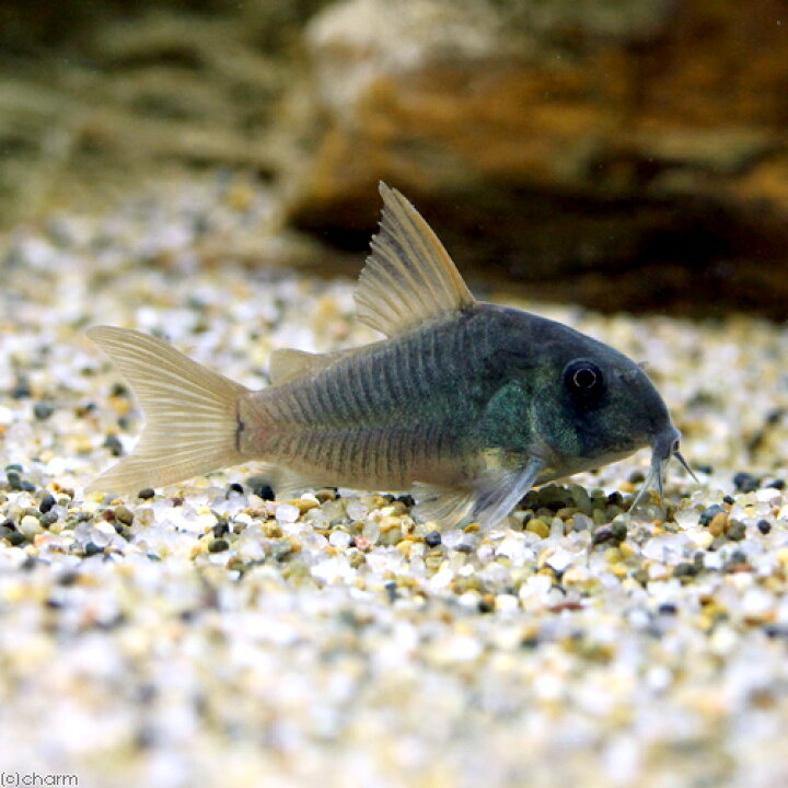 75 Off 熱帯魚 コリドラス シミリス ワイルド １匹 北海道航空便要保温 Shipsctc Org