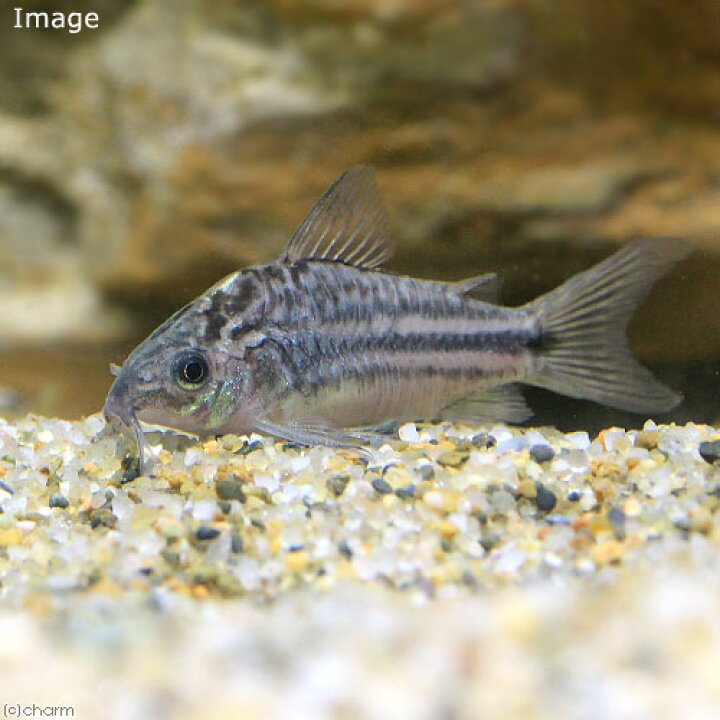 楽天市場 熱帯魚 コリドラス ナポエンシス ナヌスタイプ ワイルド 3匹 北海道 九州 沖縄航空便要保温 Charm 楽天市場店 楽天市場 熱帯魚 コリドラス ナポエンシス ナヌスタイプ ワイルド 3匹 北海道 九州 沖縄航空便要保温 Charm 楽天市場店