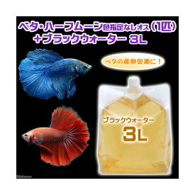 楽天市場 熱帯魚 ベタ 黒の通販